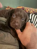 Chewbacca, a male Labrador Retriever for sale in Charleston, WV – 1 of 4