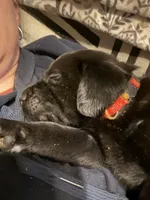 Vader, a male Labrador Retriever for sale in Charleston, WV – 3 of 6