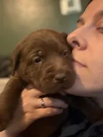 Star Wars Puppy, a male Labrador Retriever for sale in Charleston, WV – 3 of 10