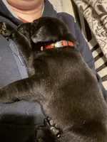 Vader, a male Labrador Retriever for sale in Charleston, WV – 4 of 6