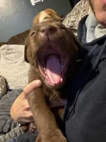 Mace Windu, a male Labrador Retriever for sale in Charleston, WV – 1 of 5