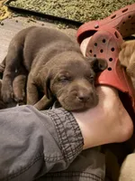 Mace Windu, a male Labrador Retriever for sale in Charleston, WV – 3 of 5