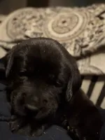 Vader, a male Labrador Retriever for sale in Charleston, WV – 2 of 6