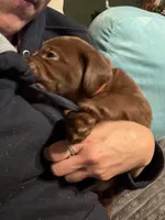 Han Solo, a male Labrador Retriever for sale in Charleston, WV – 2 of 6