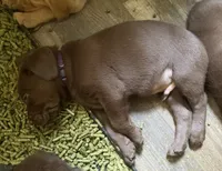 Mace Windu, a male Labrador Retriever for sale in Charleston, WV – 5 of 5