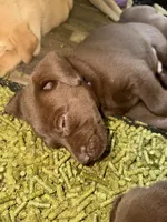 Mace Windu, a male Labrador Retriever for sale in Charleston, WV – 4 of 5