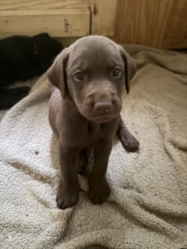 Qui Gon Gin – Labrador Retriever puppy for sale in Charleston, WV