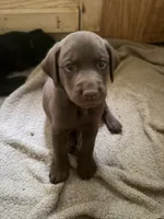 Qui Gon Gin, a male Labrador Retriever for sale in Charleston, WV – 1 of 5