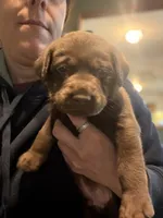 Qui Gon Gin, a male Labrador Retriever for sale in Charleston, WV – 3 of 5