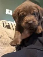 Star Wars Puppy, a male Labrador Retriever for sale in Charleston, WV – 1 of 10