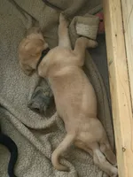 Finn, a male Labrador Retriever for sale in Charleston, WV – 5 of 5