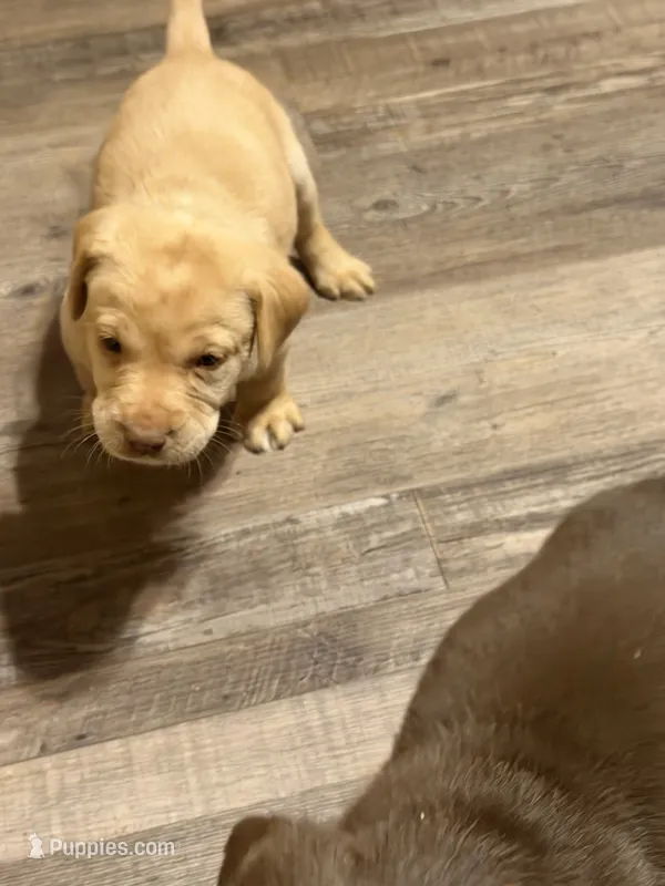 Finn – Labrador Retriever puppy for sale in Charleston, WV