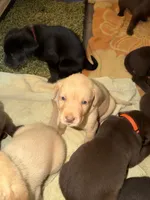 Finn, a male Labrador Retriever for sale in Charleston, WV – 3 of 5