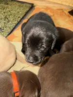Star Wars Puppy, a male Labrador Retriever for sale in Charleston, WV – 10 of 10