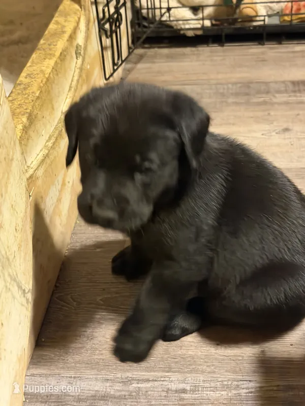 Vader – Labrador Retriever puppy for sale in Charleston, WV