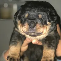 Blue, a male Rottweiler for sale in Sykesville, MD – Photo 2 of 8