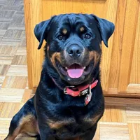 Blue, a male Rottweiler for sale in Sykesville, MD – Photo 8 of 8