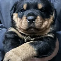 Blue, a male Rottweiler for sale in Sykesville, MD – Photo 3 of 8