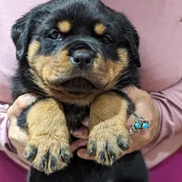 Blue, a male Rottweiler for sale in Sykesville, MD – Photo 1 of 8