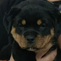 Blue, a male Rottweiler for sale in Sykesville, MD – Photo 7 of 8