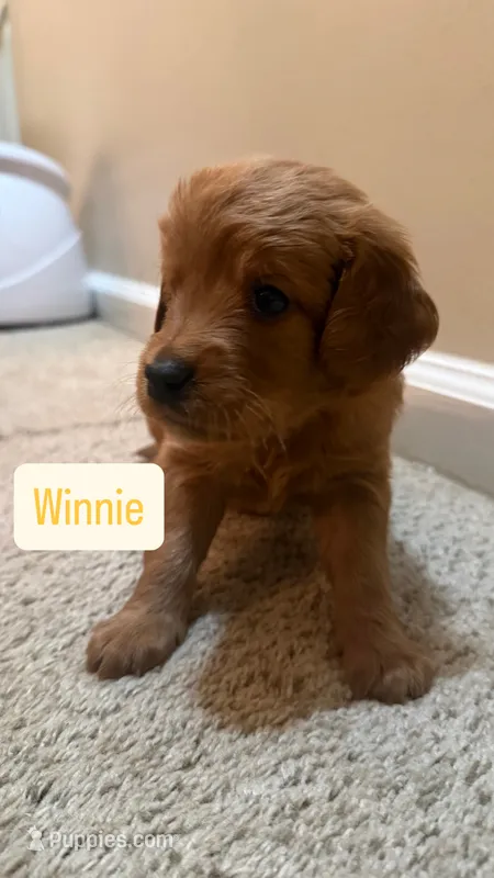 Winnie – Cavapoo, Golden Retriever puppy for sale in Washington, DC