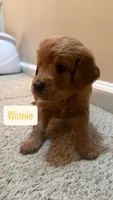 Winnie, a female Cavapoo and Golden Retriever for sale in Washington, DC – 1 of 2