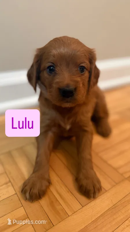 Lulu – Cavapoo, Golden Retriever puppy for sale in Washington, DC