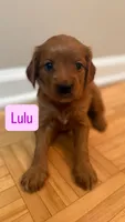 Lulu, a female Cavapoo and Golden Retriever for sale in Washington, DC – 1 of 3