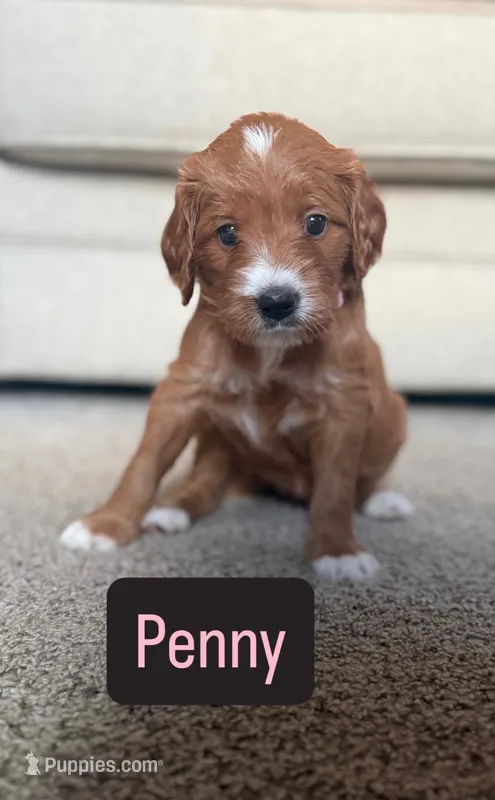 Penny – Cavapoo, Golden Retriever puppy for sale in Washington, DC