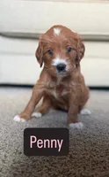Penny, a female Cavapoo and Golden Retriever for sale in Washington, DC – 1 of 3