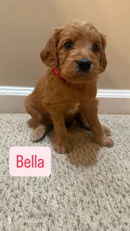 Bella – Cavapoo, Golden Retriever puppy for sale in Washington, DC