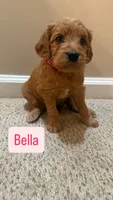 Bella, a female Cavapoo and Golden Retriever for sale in Washington, DC – 1 of 2