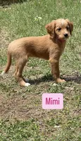 Mimi, a female Cavapoo and Golden Retriever for sale in Bellevue, DC – 4 of 4