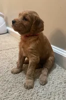 Bella, a female Cavapoo and Golden Retriever for sale in Washington, DC – 2 of 2