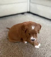 Penny, a female Cavapoo and Golden Retriever for sale in Washington, DC – 2 of 3