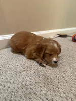 Ivy, a female Cavapoo and Golden Retriever for sale in Washington, DC – 3 of 3
