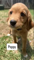Poppy, a female Cavapoo and Golden Retriever for sale in Bellevue, DC – 4 of 4