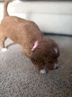 Penny, a female Cavapoo and Golden Retriever for sale in Washington, DC – 3 of 3