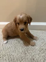 Mimi, a female Cavapoo and Golden Retriever for sale in Washington, DC – 3 of 3