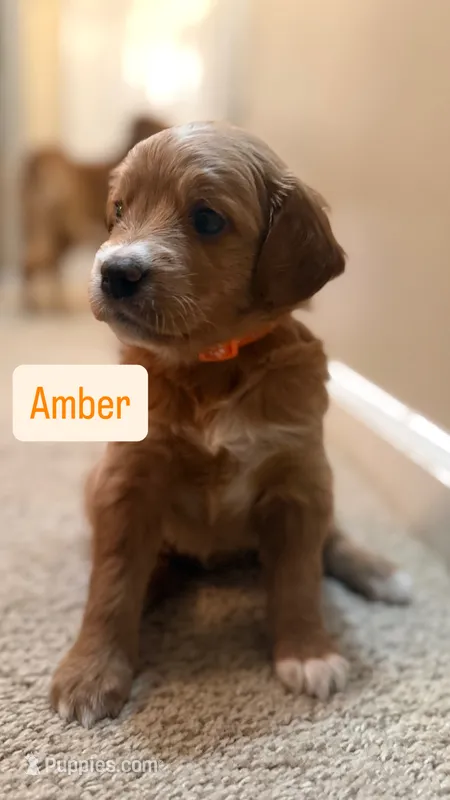 Amber – Cavapoo, Golden Retriever puppy for sale in Washington, DC
