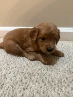 Winnie, a female Cavapoo and Golden Retriever for sale in Washington, DC – 2 of 2