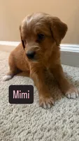 Mimi, a female Cavapoo and Golden Retriever for sale in Washington, DC – 1 of 3
