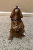 Rex Jr, a male Cavapoo and Golden Retriever for sale in Washington, DC – 2 of 3