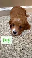 Ivy, a female Cavapoo and Golden Retriever for sale in Washington, DC – 1 of 3