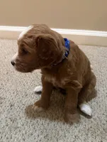 Rex Jr, a male Cavapoo and Golden Retriever for sale in Washington, DC – 3 of 3