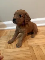 Lulu, a female Cavapoo and Golden Retriever for sale in Washington, DC – 3 of 3