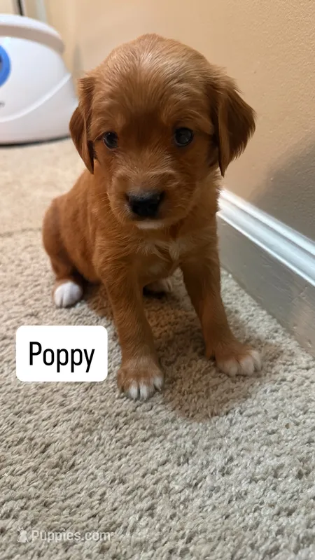 Poppy – Cavapoo, Golden Retriever puppy for sale in Washington, DC