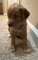 Poppy, a male Cavapoo and Golden Retriever for sale in Washington, DC – 2 of 3