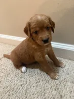 Poppy, a male Cavapoo and Golden Retriever for sale in Washington, DC – 3 of 3
