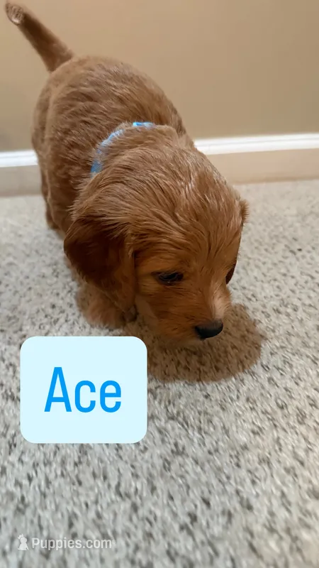Ace – Cavapoo, Golden Retriever puppy for sale in Washington, DC
